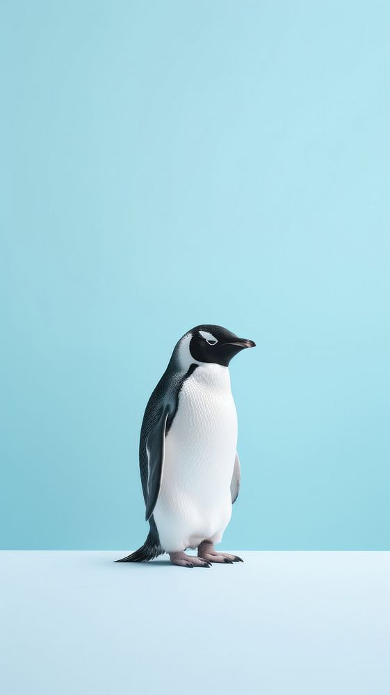 A penguin animal bird wildlife.
