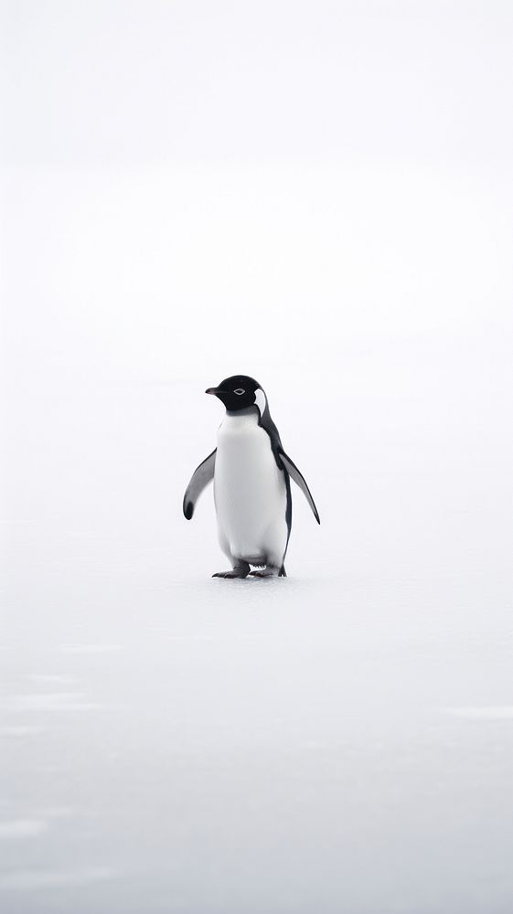 A penguin animal bird monochrome.