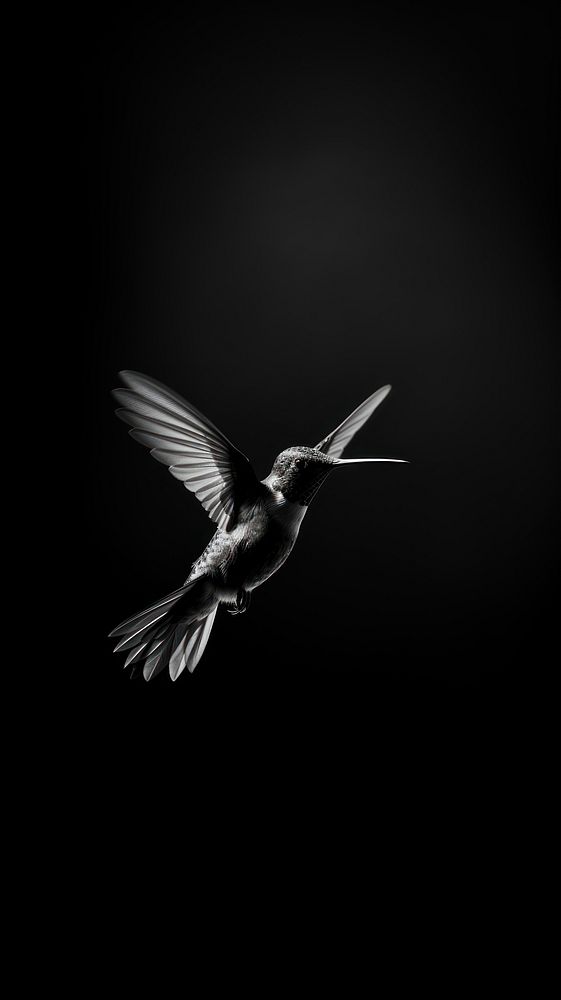 A hummingbird animal motion flying.