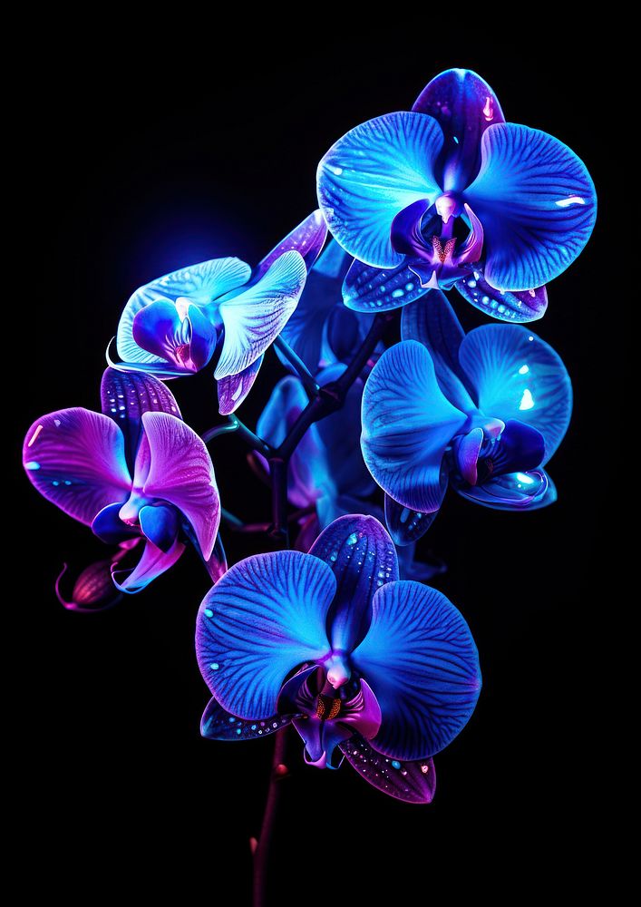 Neon orchid flower violet plant.