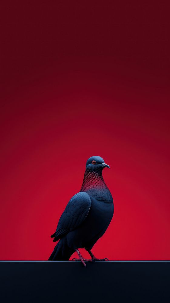 A dove animal bird red.