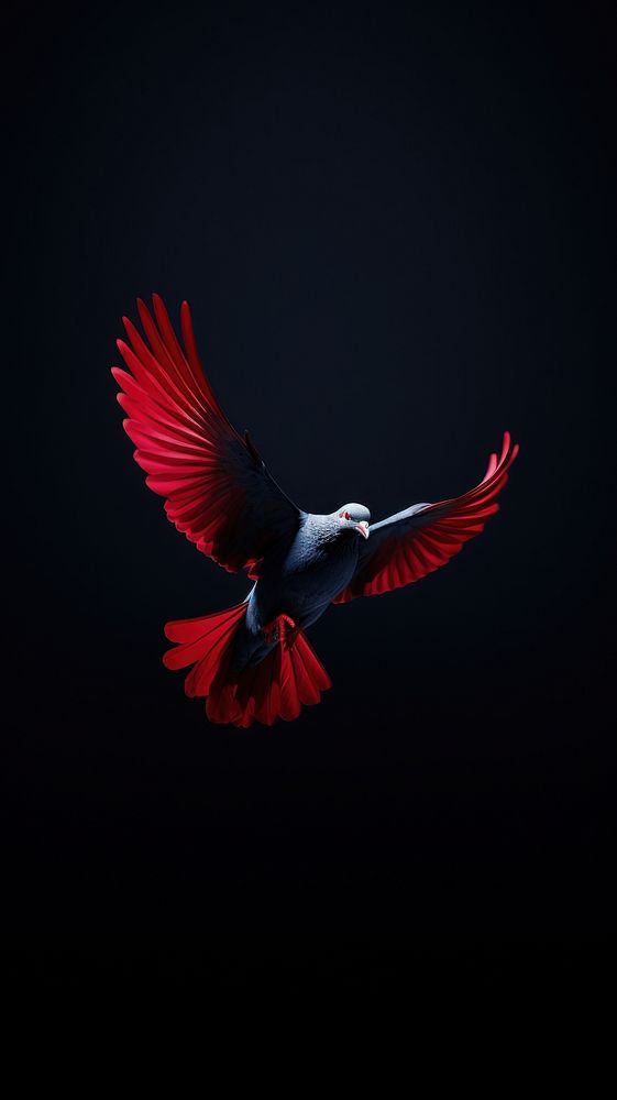 A dove animal motion flying.