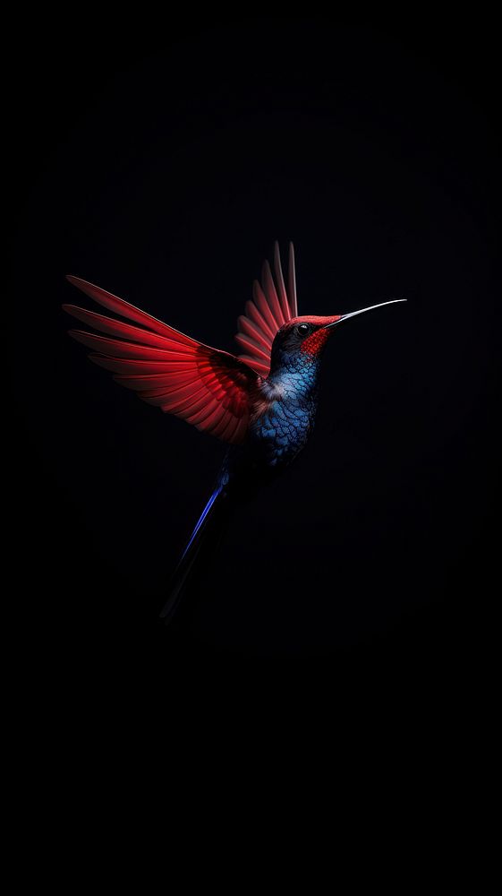 A hummingbird animal motion flying.