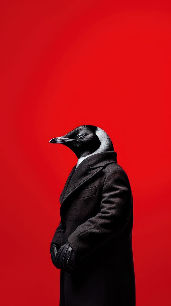 A penguin photography animal bird.
