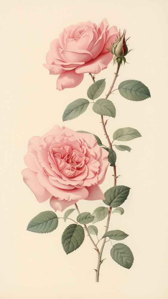 Traditional japanese pink roses pattern flower plant.
