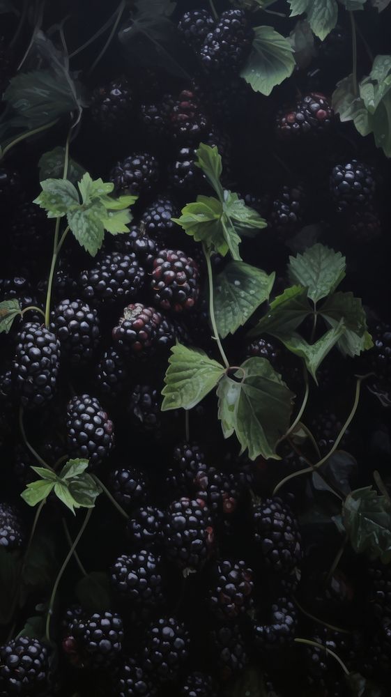 Acrylic paint of blackberries blackberry fruit plant.