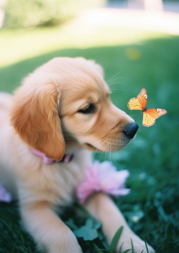 A golden retriever puppy with a butterfly on its nose photography portrait animal.