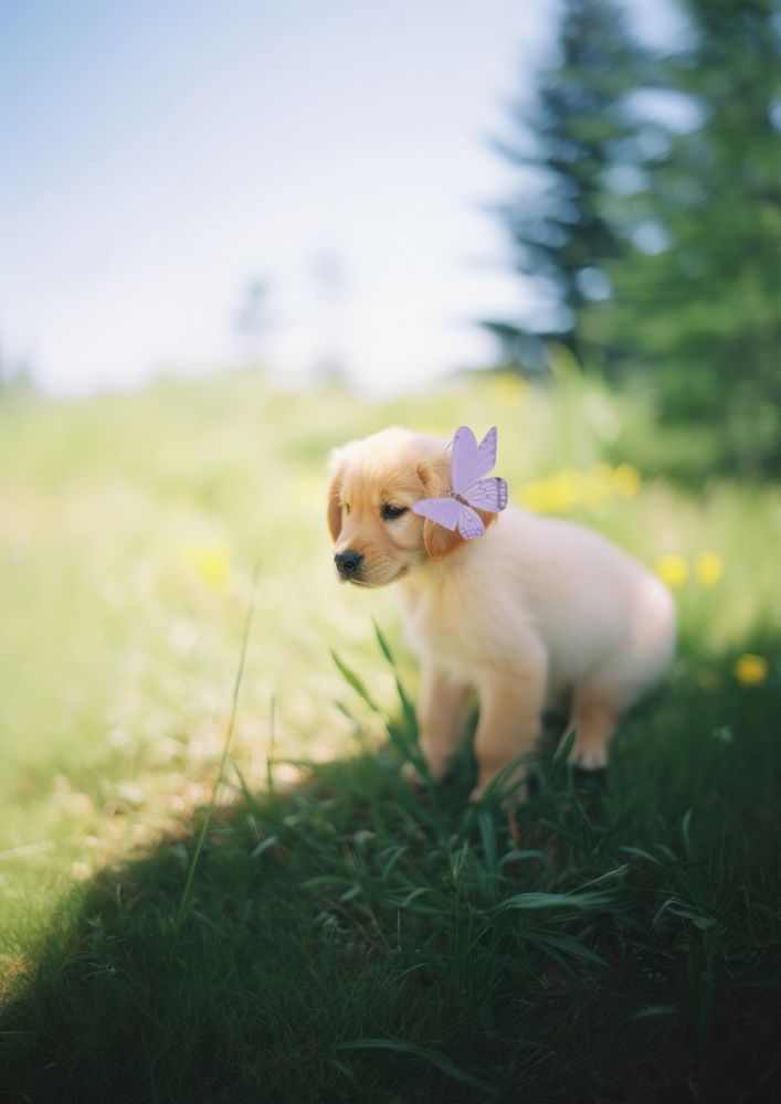 A golden retriever puppy with a butterfly on its nose outdoors animal mammal.