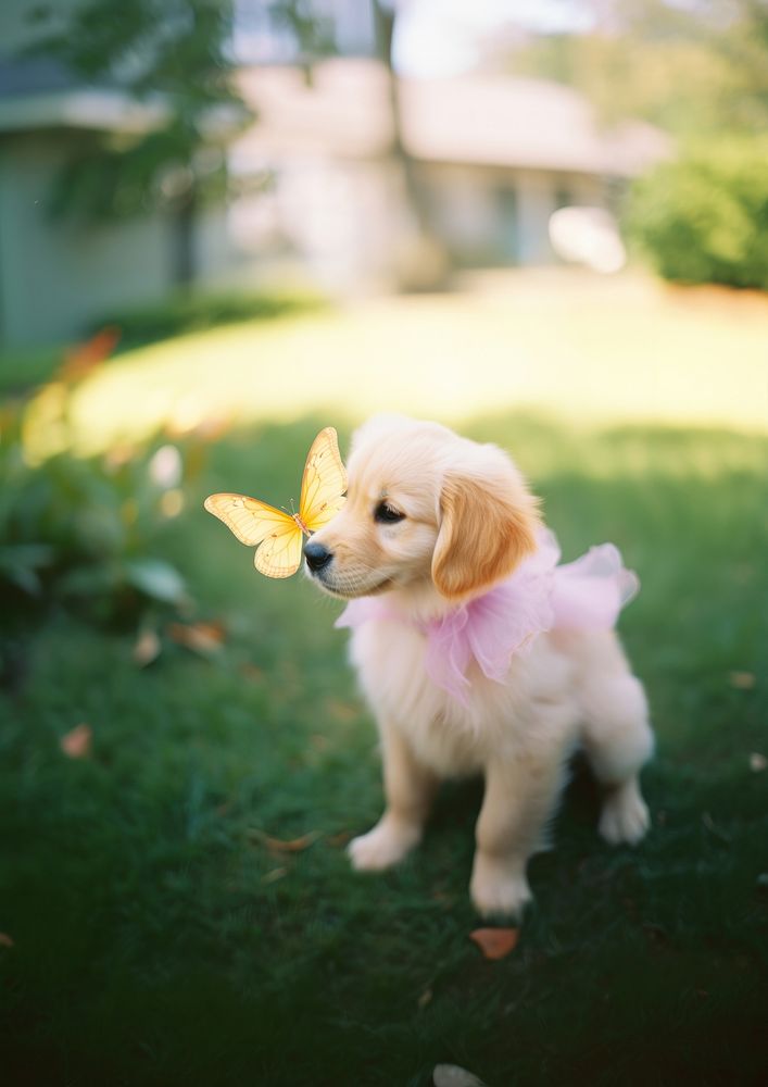 A golden retriever puppy with a butterfly on its nose photography portrait outdoors.