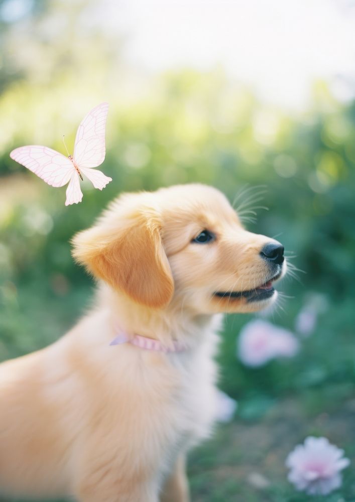 A golden retriever puppy with a butterfly on its nose animal mammal dog.