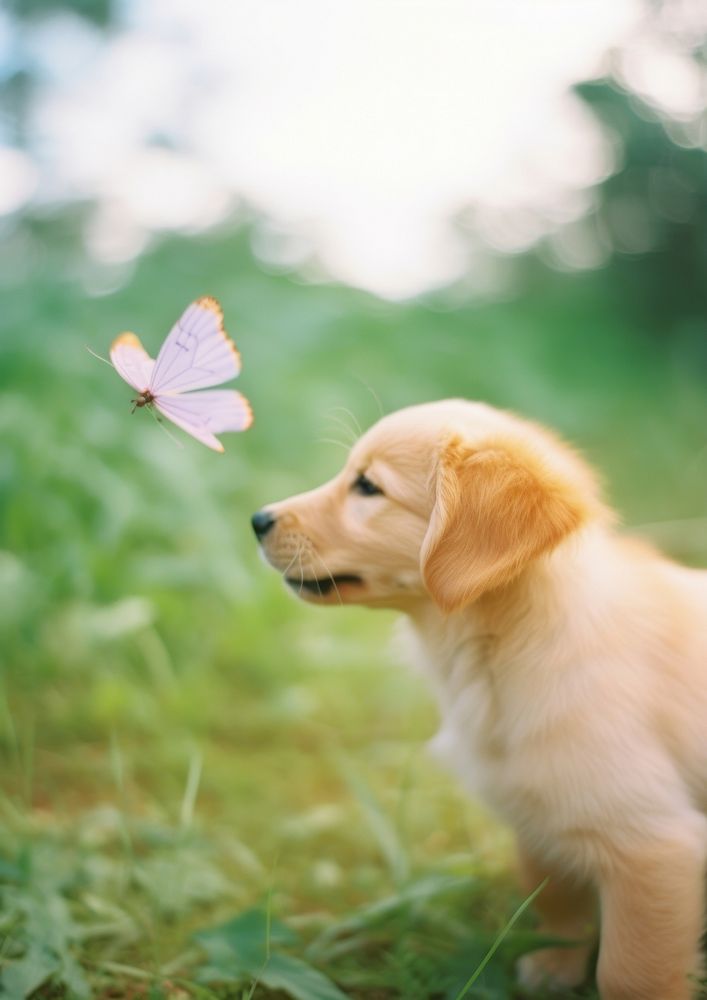 A golden retriever puppy with a butterfly on its nose animal mammal insect.