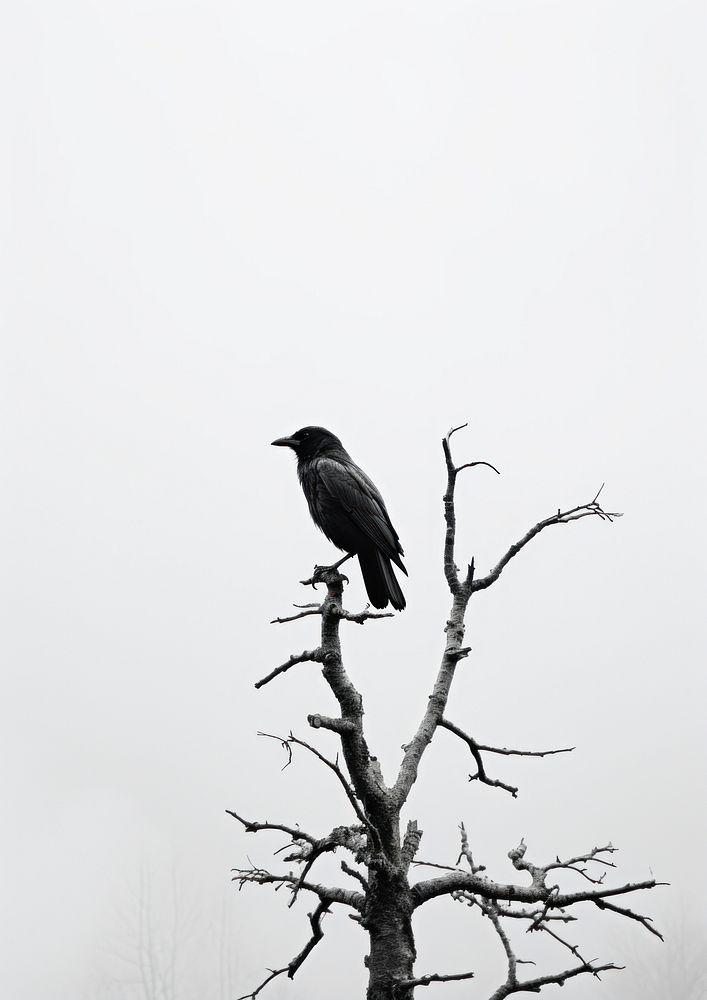 crow tree animal black bird. | Premium Photo - rawpixel