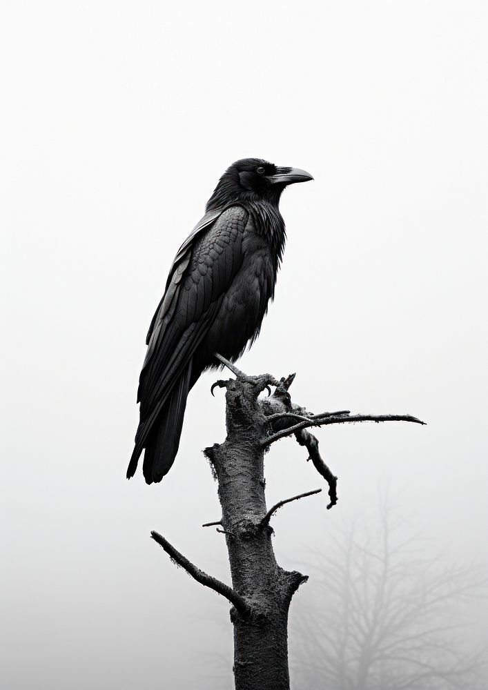 A crow on a tree animal black bird.