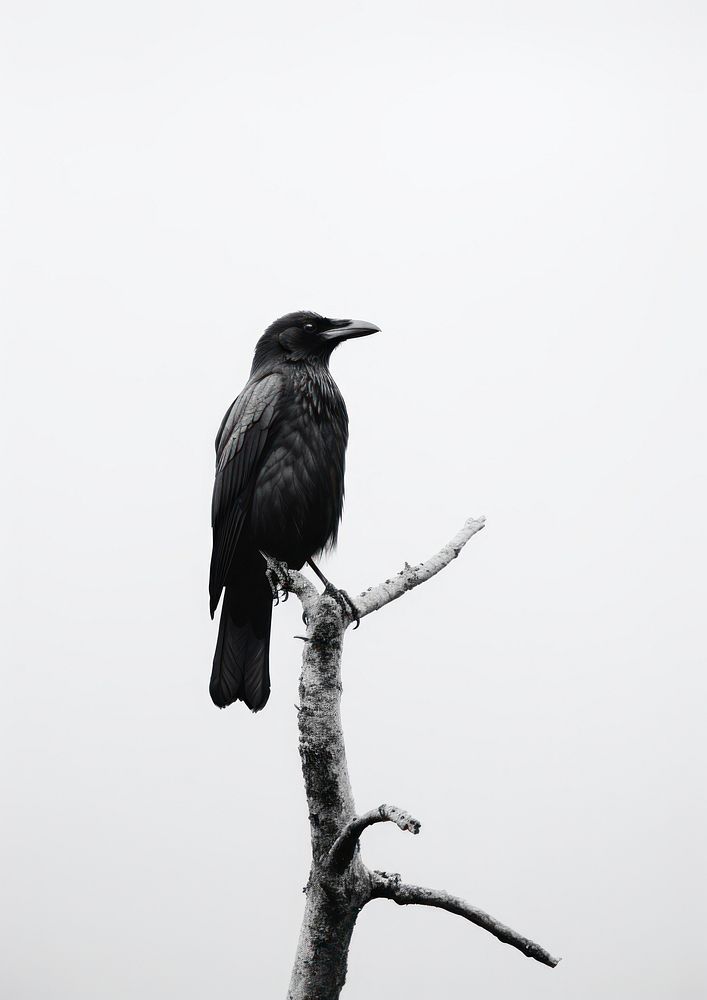 crow tree animal black bird. | Premium Photo - rawpixel