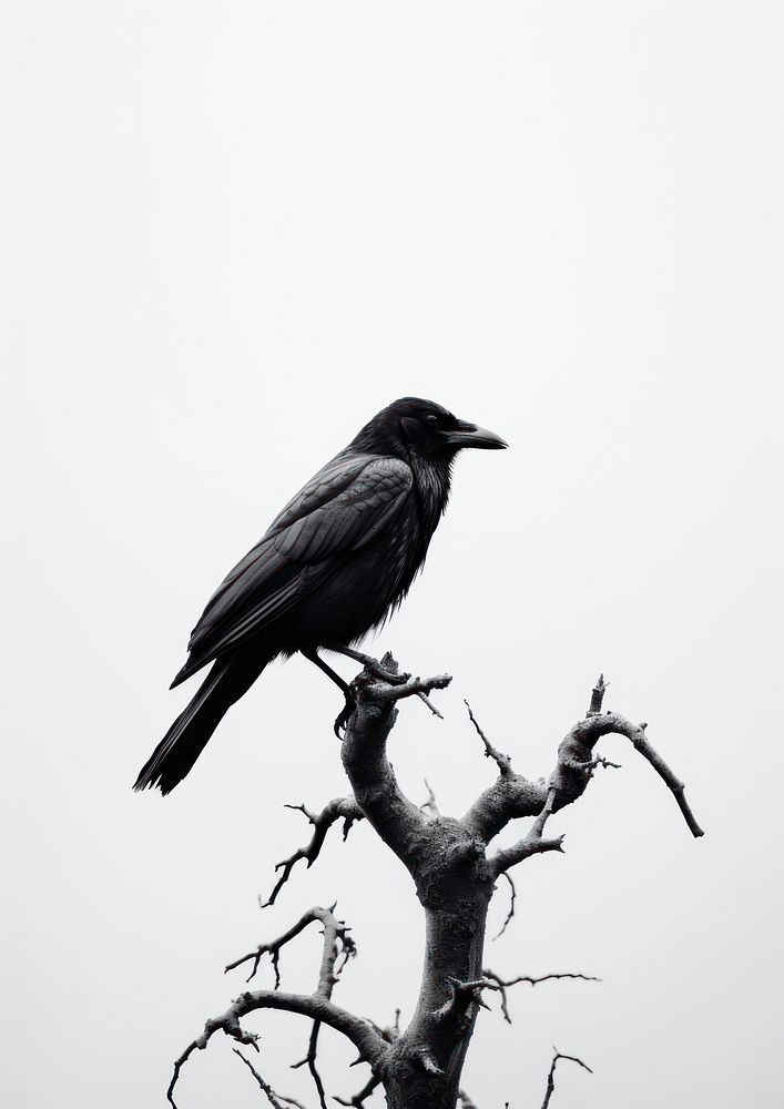 crow tree animal black bird. | Premium Photo - rawpixel