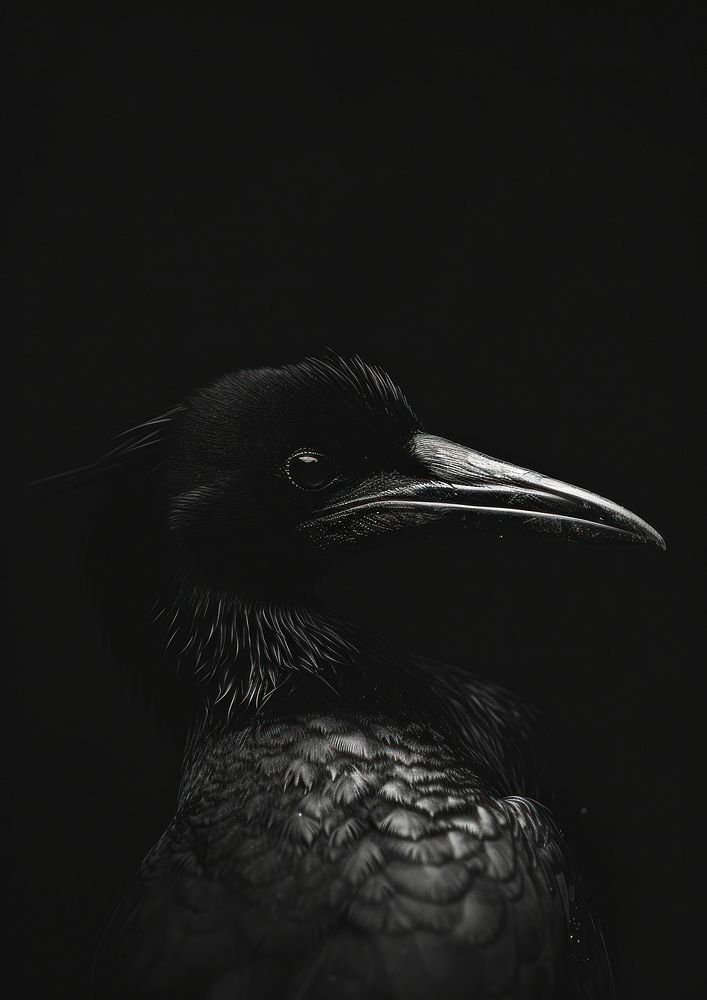 A chamaleon black animal bird.