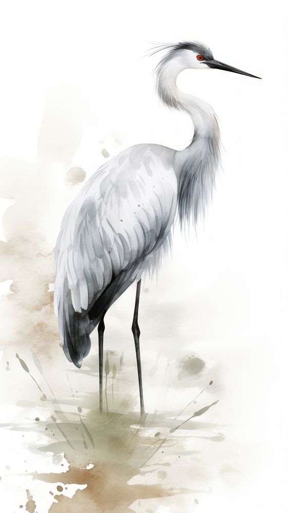 Crane wallpaper animal heron bird.