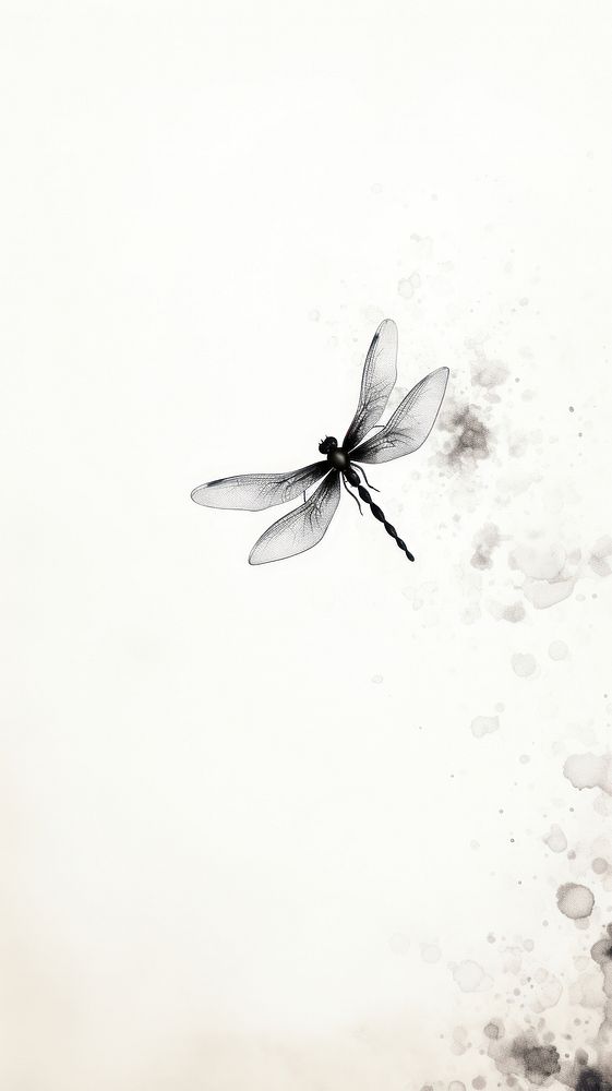 Dragonfly wallpaper insect animal white.