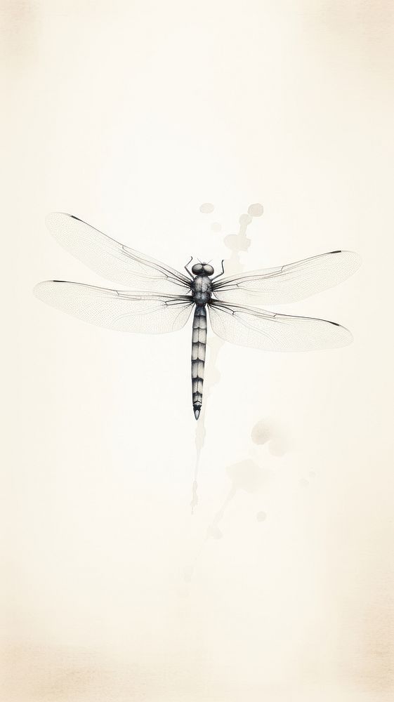 Dragonfly wallpaper animal insect invertebrate.