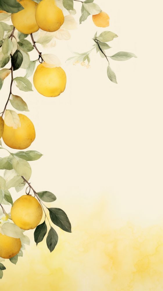 Lemon scenery wallpaper plant fruit food.