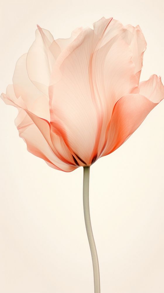 Tulip flower petal plant rose.