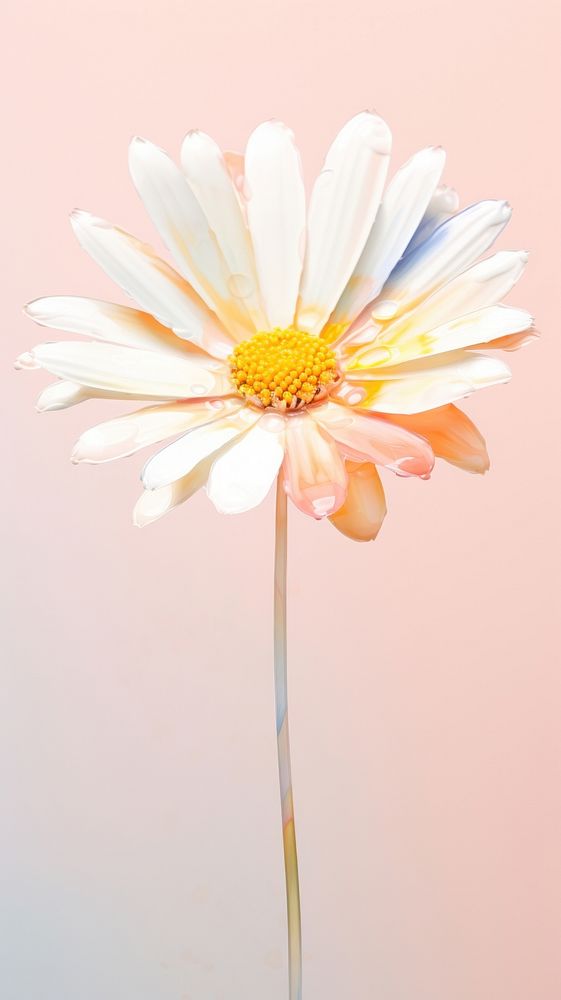 Daisy flower blossom petal plant.
