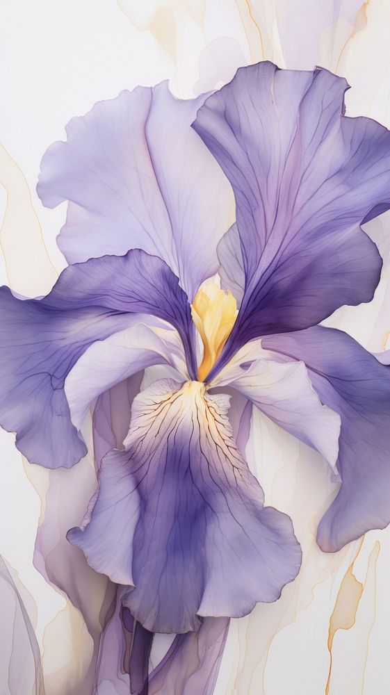 Iris flower purple petal plant.