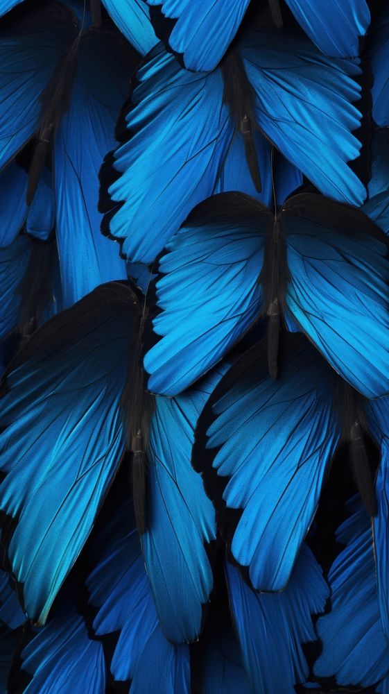 Butterflies wings blue backgrounds monochrome.
