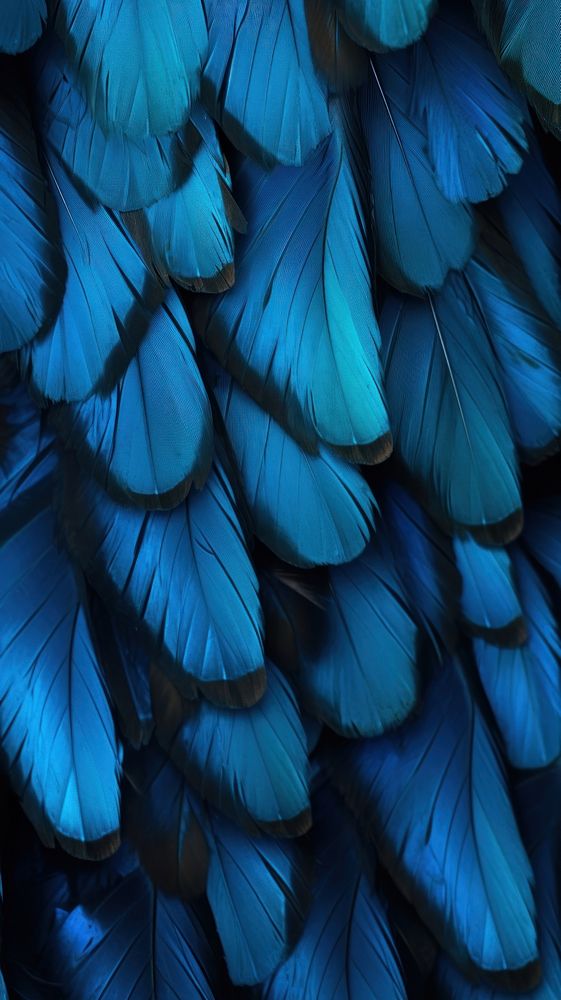 Butterflies wings blue backgrounds accessories.