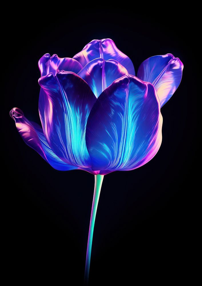 Tulip flower purple violet.