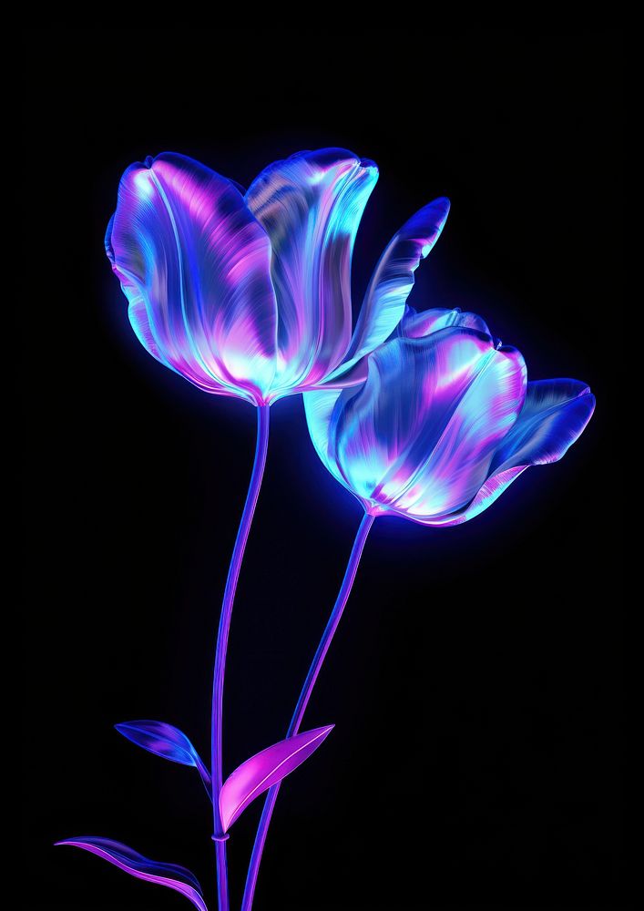 Tulip light flower purple.