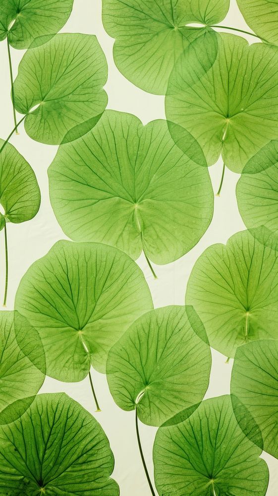 Real pressed leaves pattern green backgrounds plant.