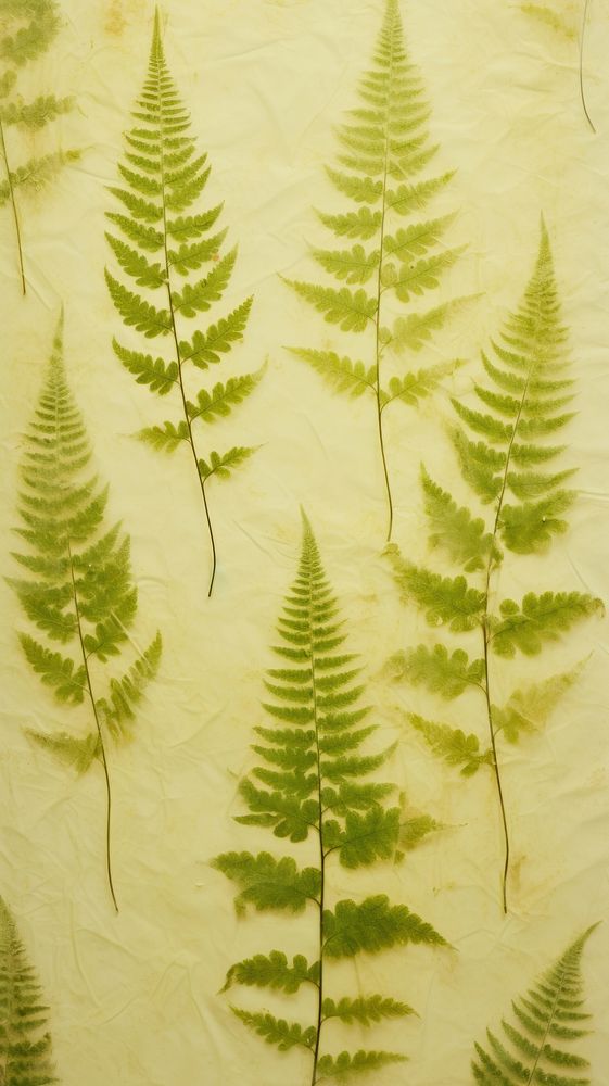 Real pressed fern leaves backgrounds wallpaper textured.