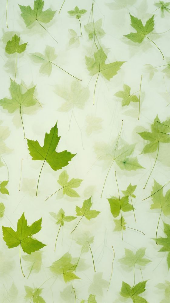 Real pressed leaves pattern green backgrounds wallpaper.