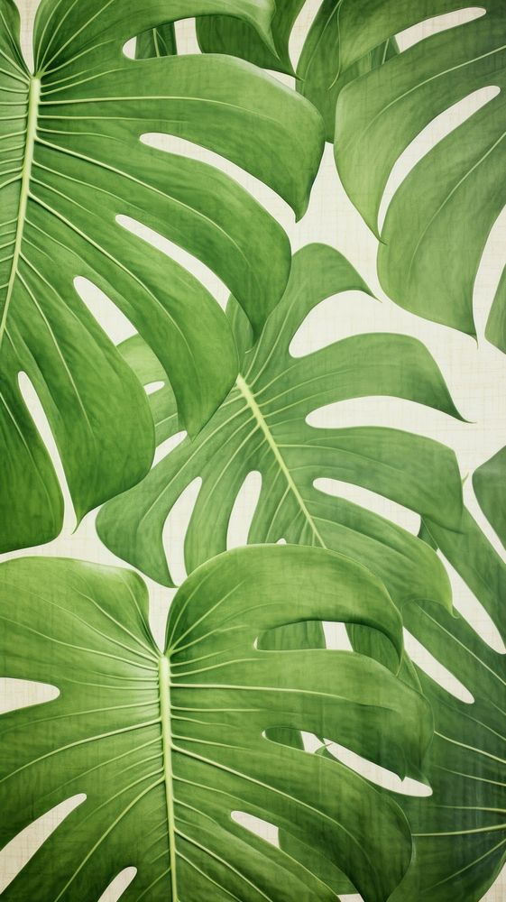 Real pressed monstera pattern green backgrounds textured.