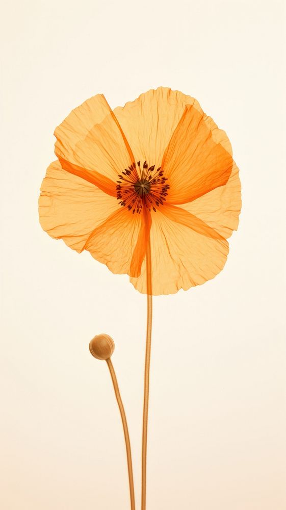 Real pressed poppy flower petal plant inflorescence.