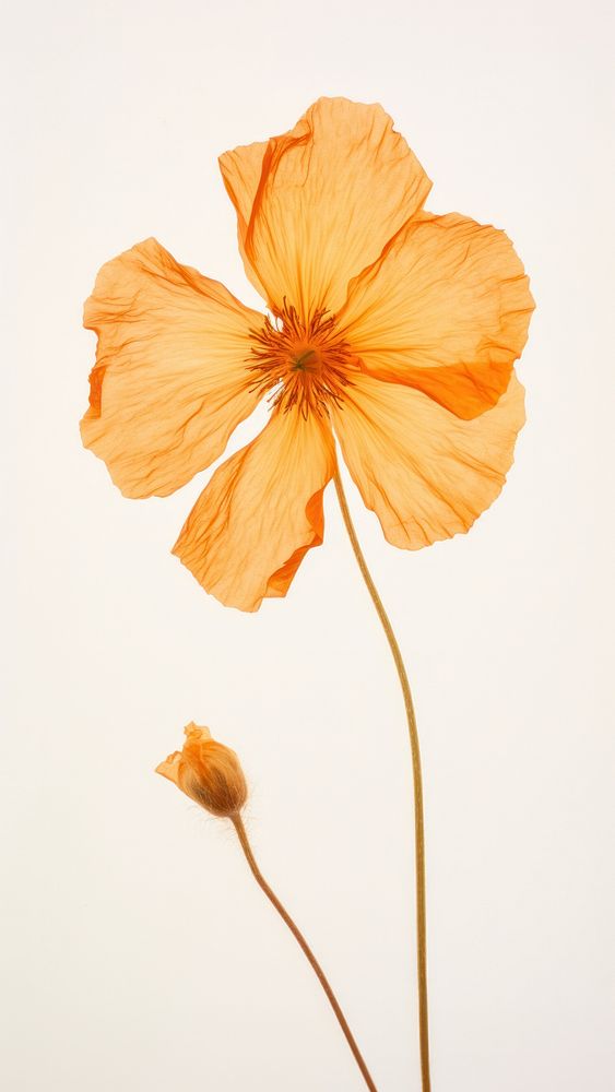 Real pressed summer flower petal plant inflorescence.