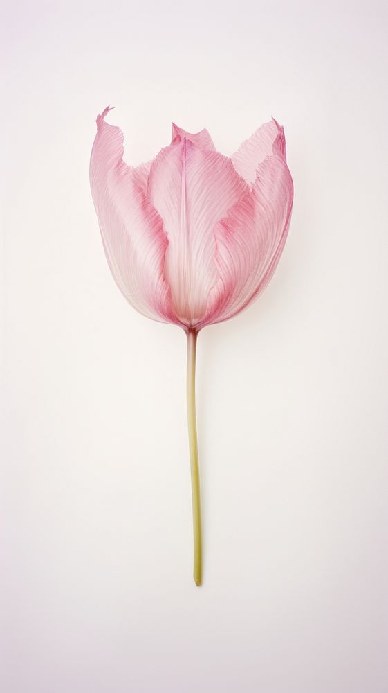Real pressed tulip flower petal plant pink.