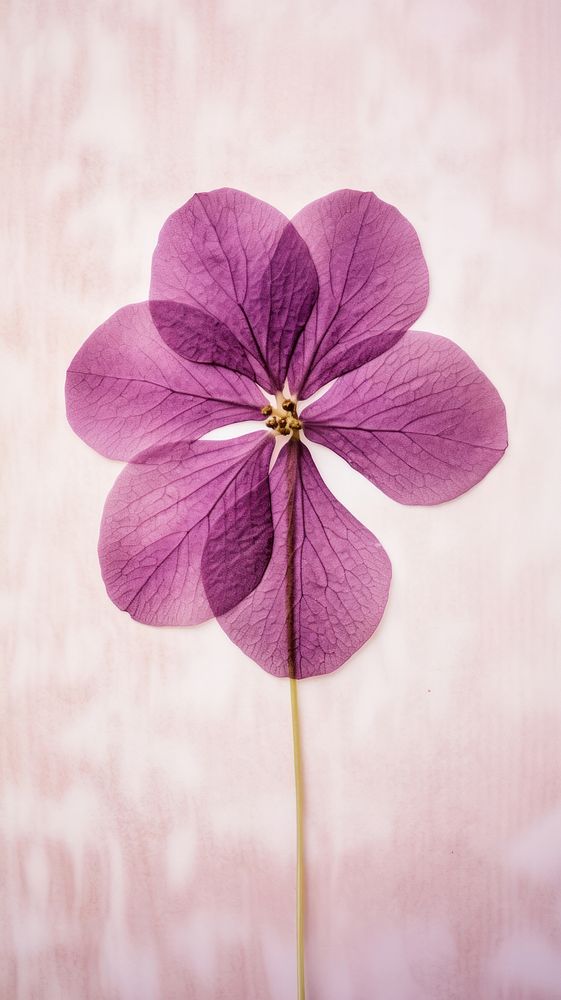 Real pressed hydrangea flower purple petal plant.