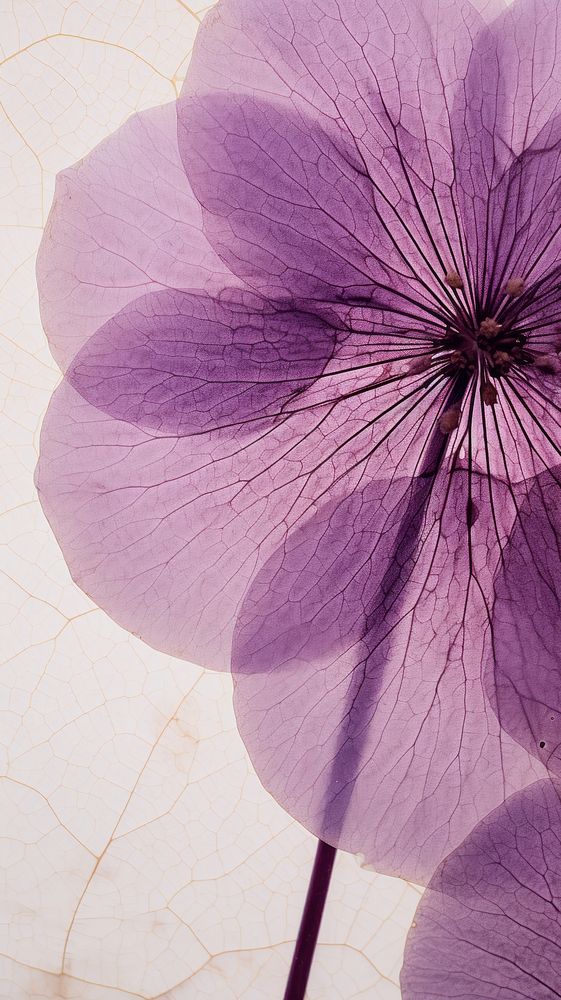 Real pressed hydrangea flower purple backgrounds petal.