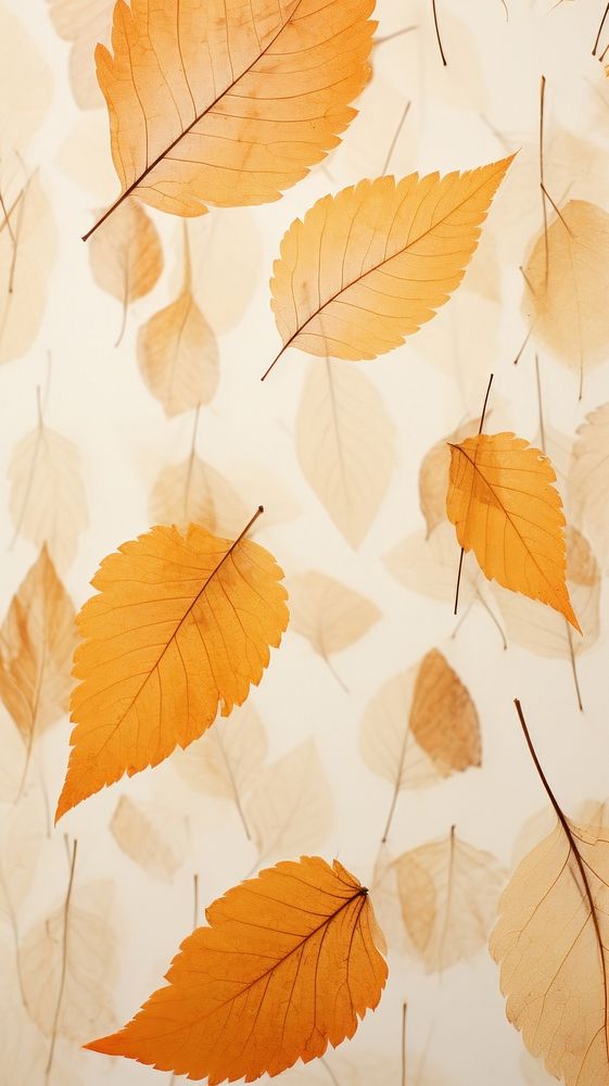 Real pressed autumn leaves backgrounds textured plant.
