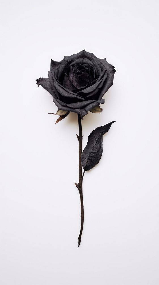 Real pressed black rose flower plant inflorescence.
