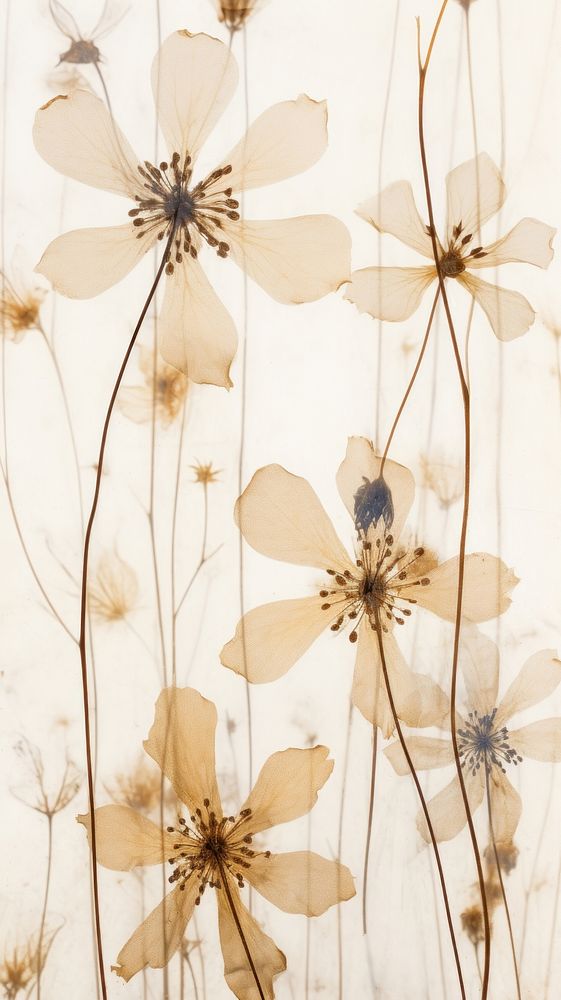 Real pressed winter flower backgrounds pattern plant.