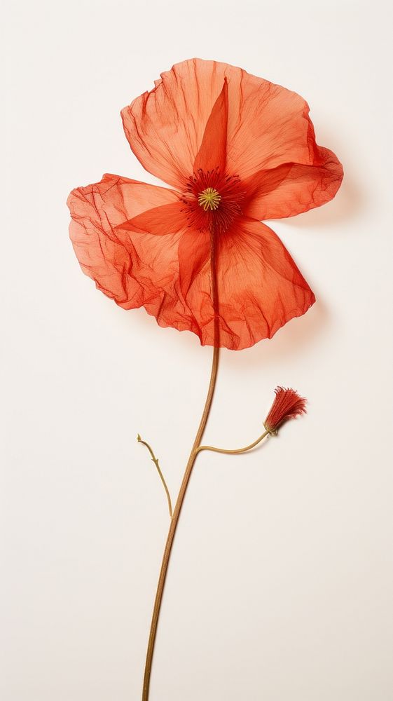 Real pressed poppy flower petal plant red.
