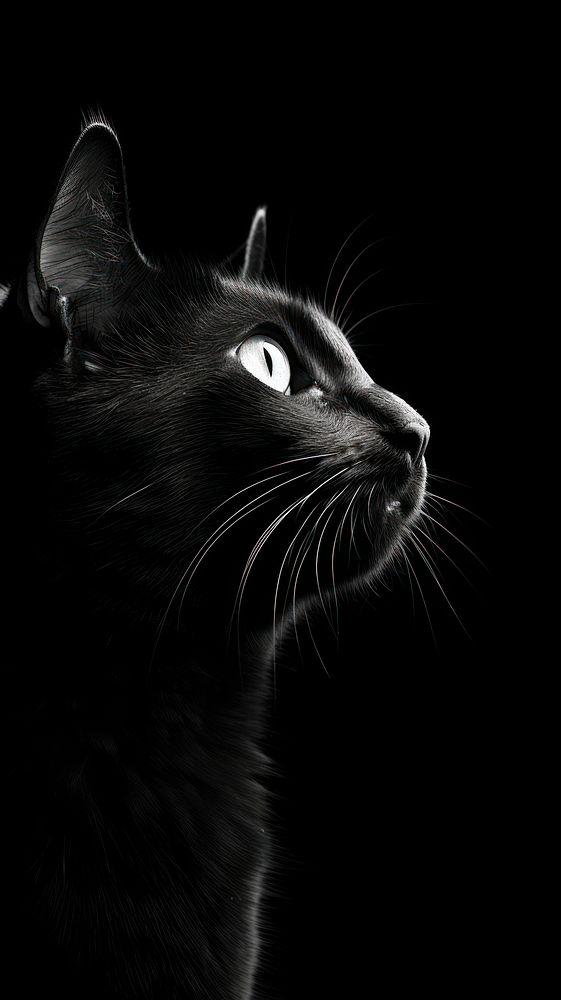 Cat mammal animal black.