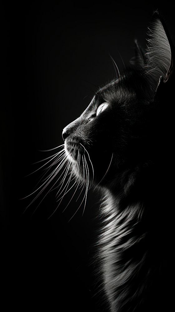 Cat animal mammal black.