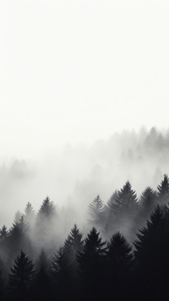Black and white photo of a foggy forest tree outdoors nature.