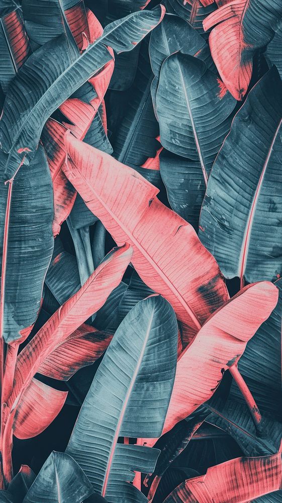 Realistic vintage drawing of banana leaves backgrounds outdoors flower.
