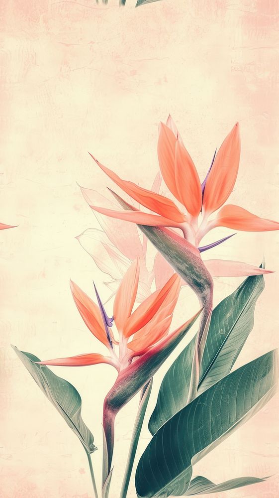 Realistic vintage drawing of bird of paradise flower backgrounds painting.