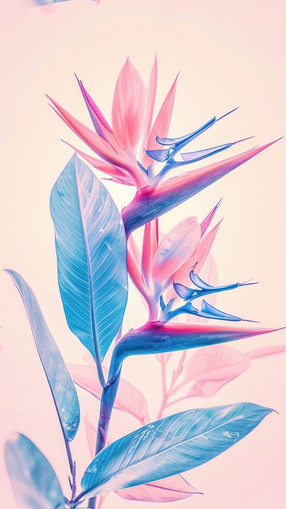 Realistic vintage drawing of bird of paradise flower backgrounds sketch.